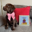 Welcome Fur Baby Personalised Dog Book