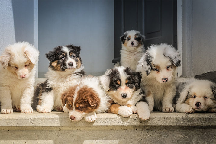 small family dogs
